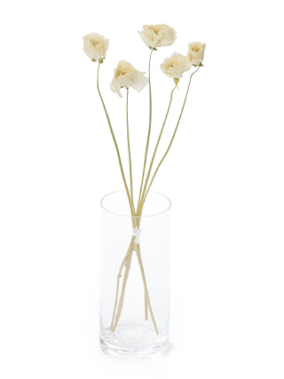 【ドライ】ラナンキュラス(白)　品種おまかせ