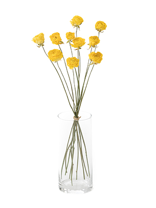 【ドライ】ラナンキュラス(黄) 品種おまかせ