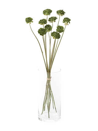 【ドライ】ラナンキュラス ポムロール