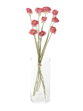 【ドライ】ラナンキュラス 竜宮さんご