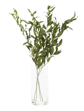 【ドライ】ルスカス　イタリアンルスカス