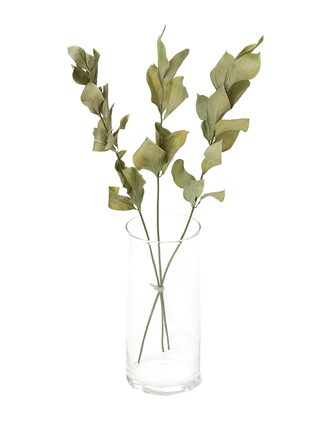 【ドライ】ルスカス 丸葉