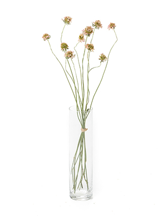 【ドライ】スカビオサ ライトピンク