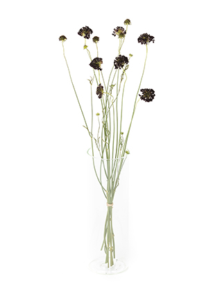 【ドライ】スカビオサ　レッドベルベットスクープ