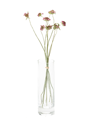 【ドライ】スカビオサ ヴィヴィアン