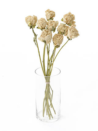 【ドライ】芍薬　氷点