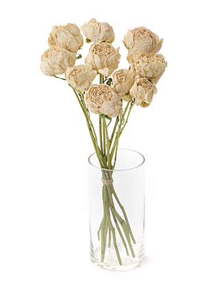 【ドライ】芍薬　深山の雪