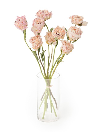 【ドライ】芍薬(薄ピンク)　品種おまかせ