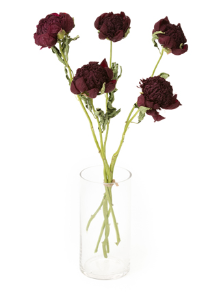 【ドライ】芍薬　レッドチャーム