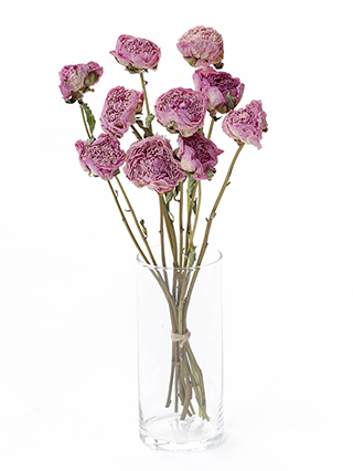 【ドライ】芍薬　サラベル