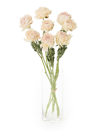 【ドライ】芍薬　滝の粧