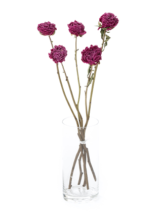 【ドライ】芍薬　夕映