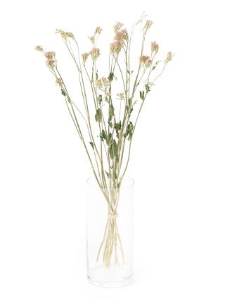 【ドライ】シレネ　サクラコマチ