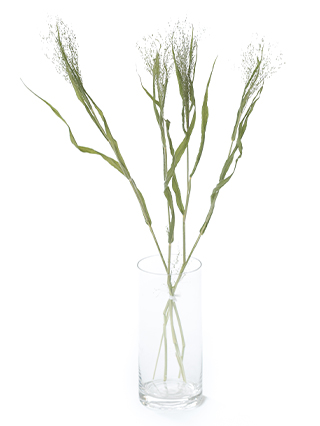 【ドライ】スモークグラス(緑)　品種おまかせ