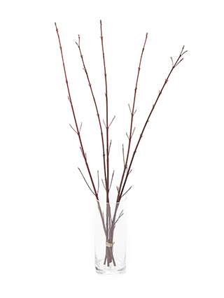 【ドライ】サンゴミズキ(赤)　品種おまかせ