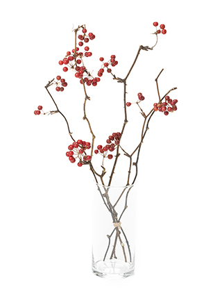 【ドライ】サンキライ(赤)　品種おまかせ