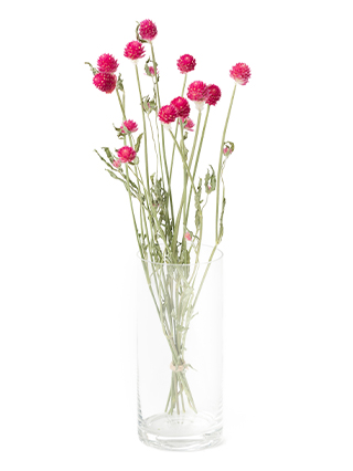 【ドライ】センニチコウ(ピンク)　品種おまかせ