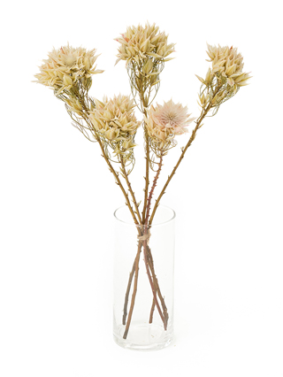 【ドライ】セルリア(白)　品種おまかせ