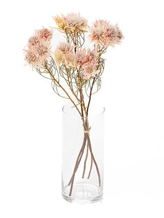 【ドライ】セルリア　セルリアホワイト