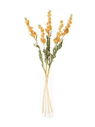 【ドライ】ストック アイアンアプリコット