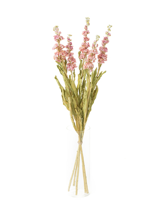 【ドライ】ストック　アイアンチェリー