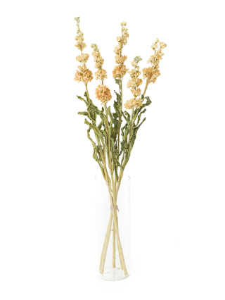 【ドライ】ストック ホワイトアロー