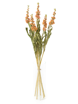 【ドライ】スプレーストック アプリコットカルテット