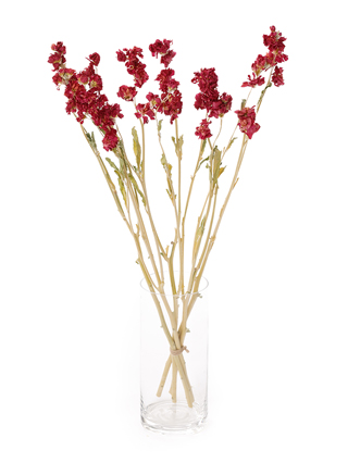 【ドライ】スプレーストック ディープローズカルテット