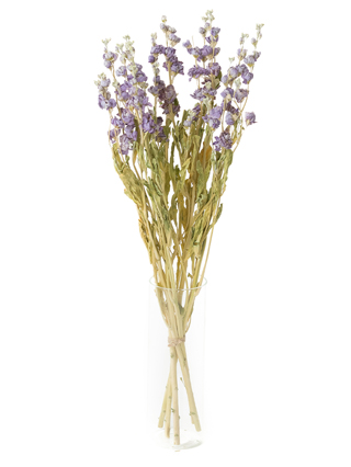 【ドライ】スプレーストック マリンカルテット