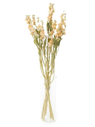 【ドライ】スプレーストック ホワイトカルテット