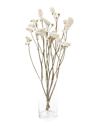 【ドライ】スターチス(白)　品種おまかせ