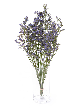 【ドライ】スターチス(ハイブリッド)　さざ波