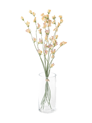 ドライ】スイートピー(薄ピンク) 品種おまかせ【40cm】｜Flower