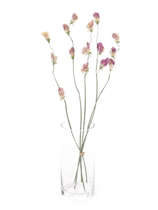 【ドライ】スイートピー(薄紫)　品種おまかせ