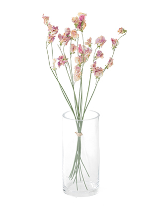 【ドライ】スイートピー(ピンク)　品種おまかせ