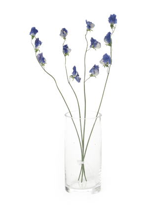 【ドライ】スイートピー(紫)　品種おまかせ