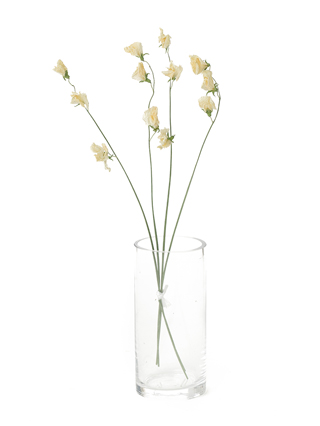 【ドライ】スイートピー(白)　品種おまかせ