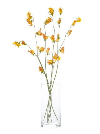 【ドライ】スイートピー(黄)　品種おまかせ