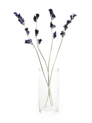 【ドライ】スイートピー　式部