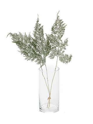 【ドライ】タバリアファン(緑)　品種おまかせ