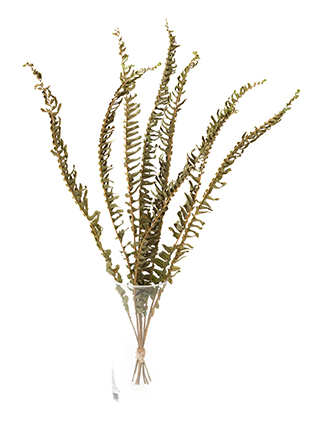 【ドライ】タマシダ(緑)　品種おまかせ