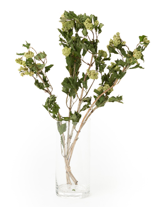 【ドライ】ビバーナム　スノーボール