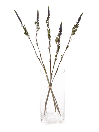 【ドライ】ベロニカ　ブルービクトリー