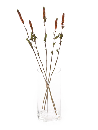 【ドライ】ベロニカ　ピンクビクトリー