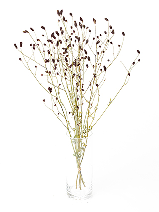 【ドライ】ワレモコウ　朝霧