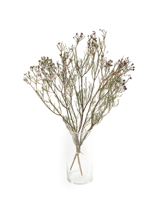 【ドライ】ワックスフラワー　ワックスピンク