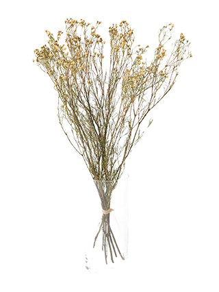 【ドライ】ワックスフラワー　W.ガイ