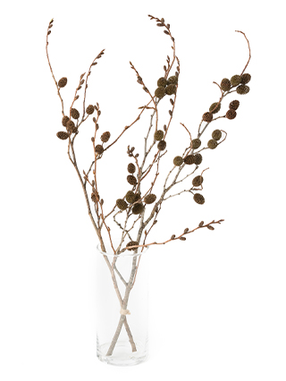 【ドライ】ヤシャ(茶)　品種おまかせ