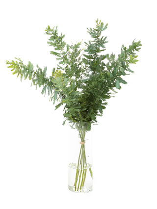 【入荷花材】アカシア　銀葉アカシア