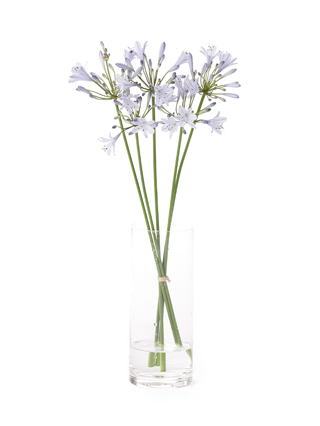 【生花】アガパンサス ブルーベイビー